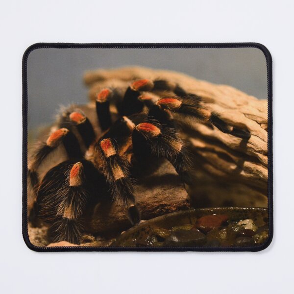 Item preview, Mexican red-knee tarantula, Brachypelma smithi designed and sold by Matsumoto.
