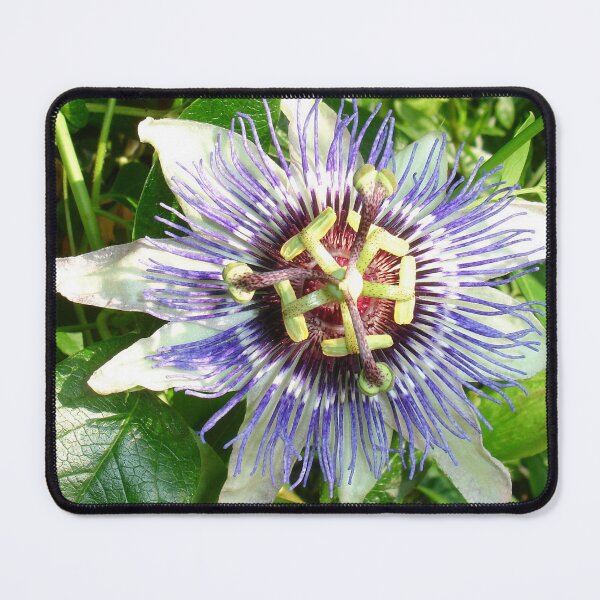 Item preview, Passiflora Against Green Foliage In A Garden designed and sold by taiche.