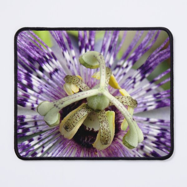 Item preview, Purple Passion Flower Close Up designed and sold by taiche.