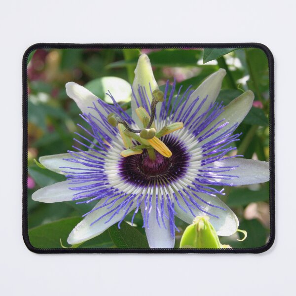 Item preview, Tropical Passiflora Garden designed and sold by taiche.