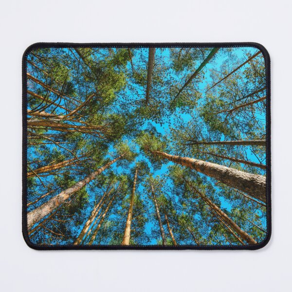 Item preview, Low angle view of tall pine tree woodland in summer designed and sold by stevanovicigor.