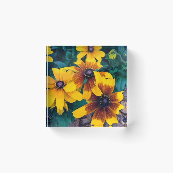 Item preview, Rudbeckias at the Pollinator Garden designed and sold by taiguey.