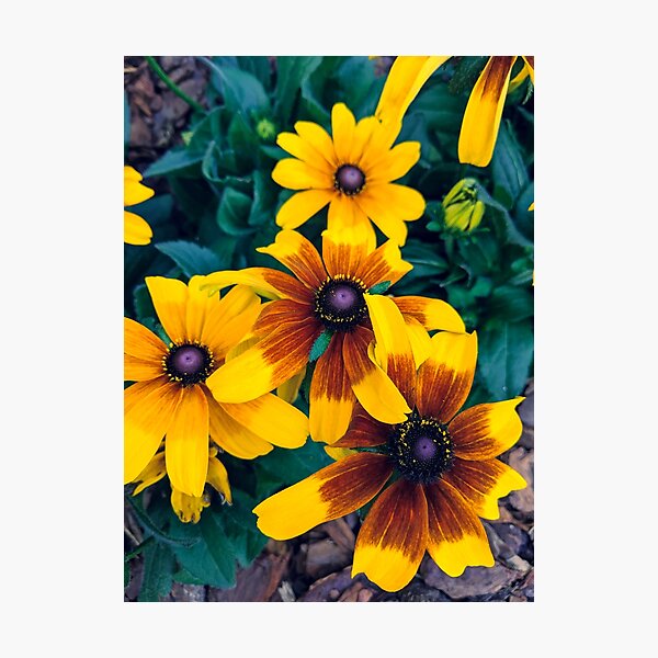 Item preview, Rudbeckias at the Pollinator Garden designed and sold by taiguey.