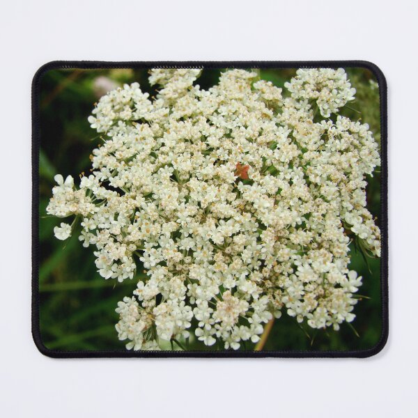 Item preview, Daucus Carota designed and sold by AGODIPhoto.