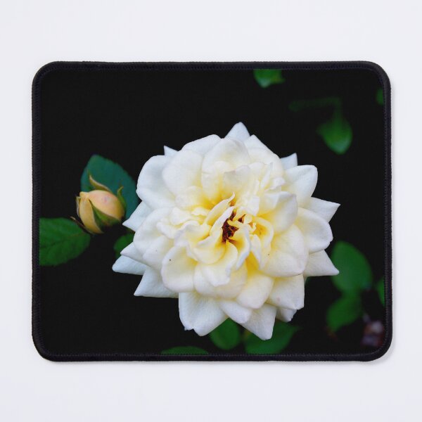 Item preview, The White Rose designed and sold by AGODIPhoto.