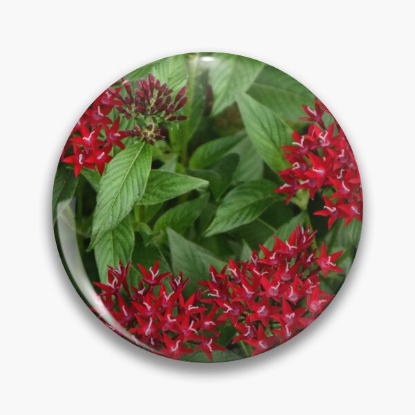 Item preview, Red Pentas Lanceolata designed and sold by MercerImages.