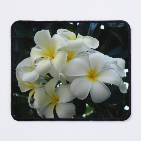 Item preview, Plumeria designed and sold by AGODIPhoto.