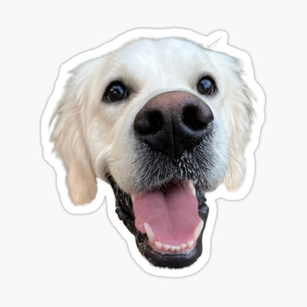 Artikel-Vorschau von Glücklicher englischer cremefarbener Golden Retriever, designt und verkauft von saraheden1221.