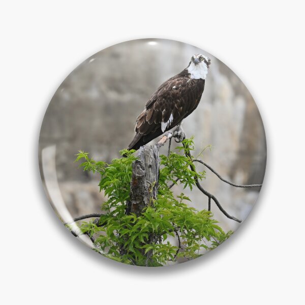 Artikelvorschau, Osprey on tree top entworfen und verkauft von Cblifeisgood.