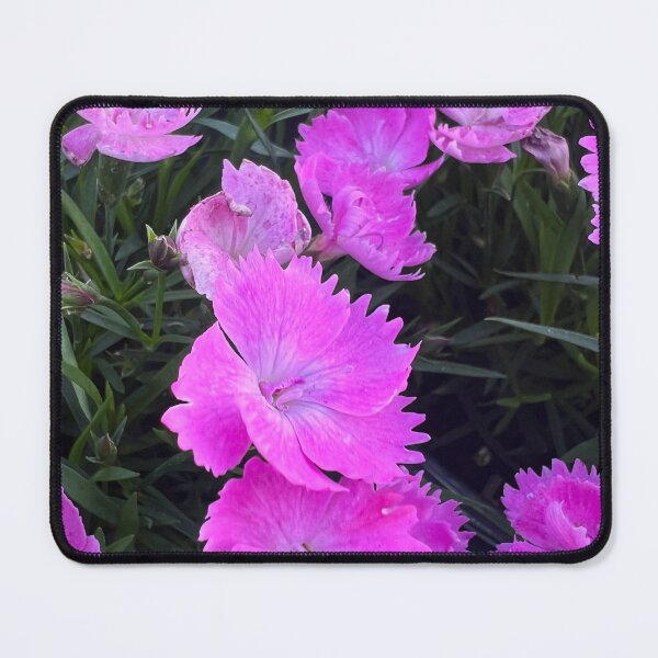 Item preview, Cheddar Pink designed and sold by Betsy Phillips.