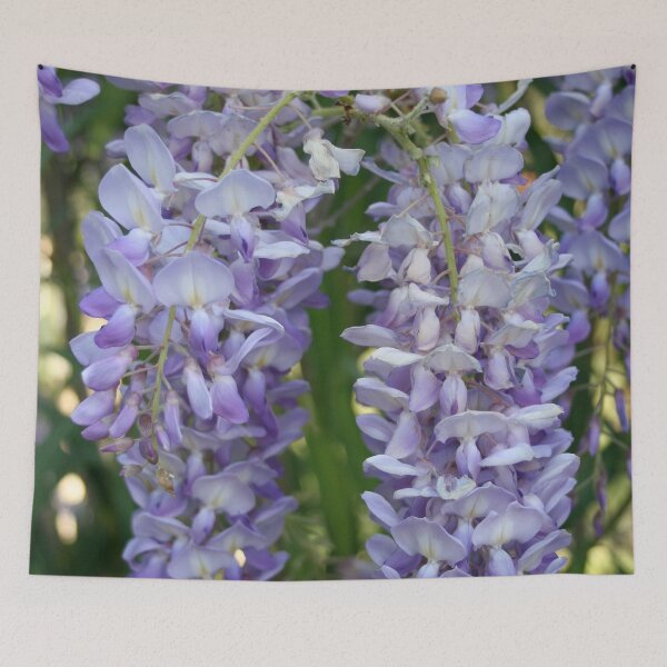 Item preview, Drooping Clusters Of Lilac Wisteria Photograph designed and sold by taiche.