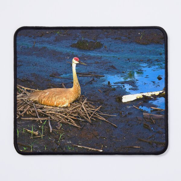 Item preview, Nesting Sandhill Crane designed and sold by MercerImages.
