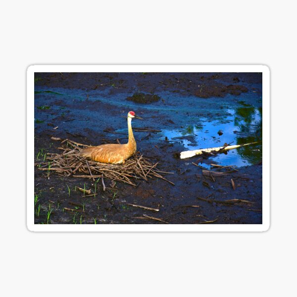 Item preview, Nesting Sandhill Crane designed and sold by MercerImages.