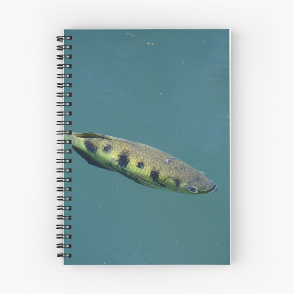 Item preview, An archer fish just below the surface of the water. designed and sold by EAnneH.