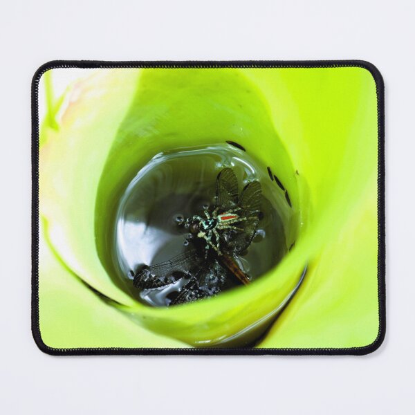 Item preview, Death's-head spider in bromeliad designed and sold by ConPapillon.
