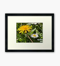 Dandelion and Daisy - Photography KoleACook Framed Print
