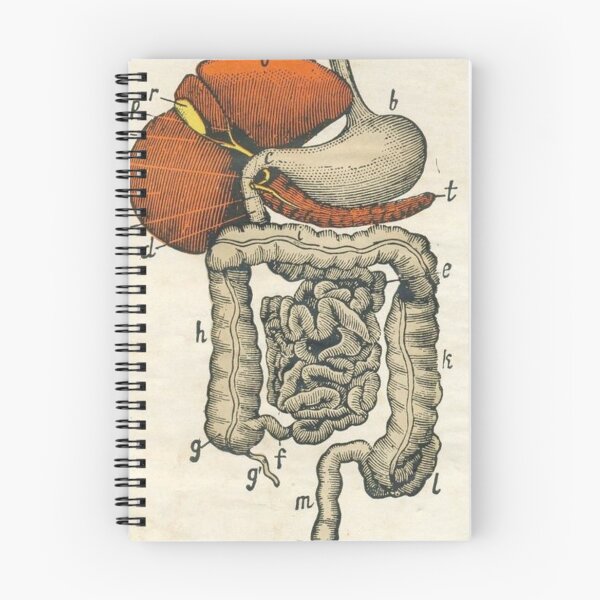 Item preview,  Anatomy Digestive System designed and sold by Weird-arts.