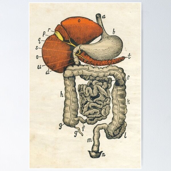 Item preview,  Anatomy Digestive System designed and sold by Weird-arts.