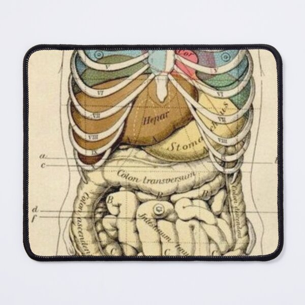 Item preview, Anatomy System designed and sold by Weird-arts.