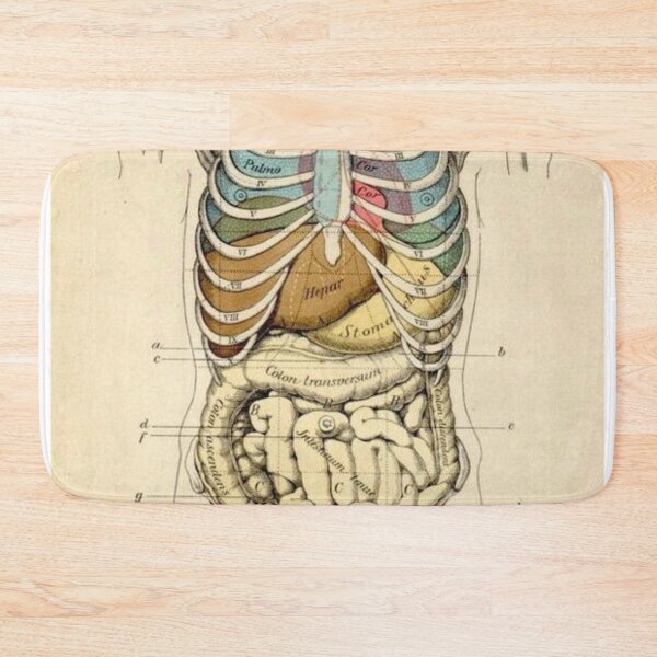 Item preview, Anatomy System designed and sold by Weird-arts.