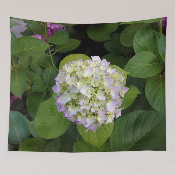 Item preview, Pink Splendor Hydrangea 1 original artwork designed and sold by paragonDesign28.