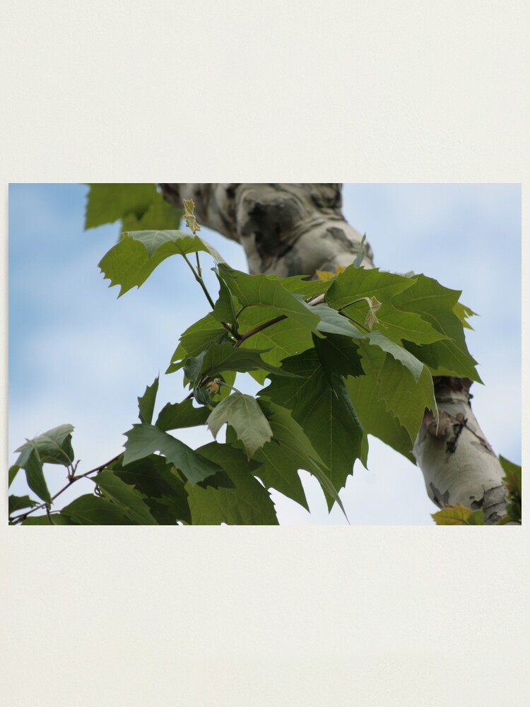Alternate view of Shard of life Photographic Print