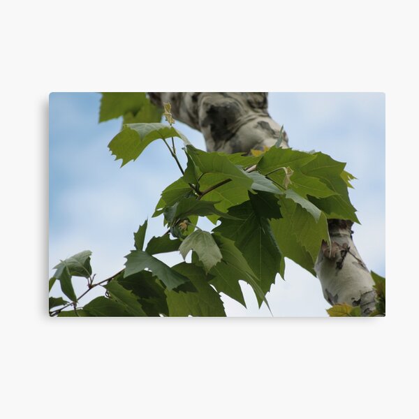 Shard of life Canvas Print