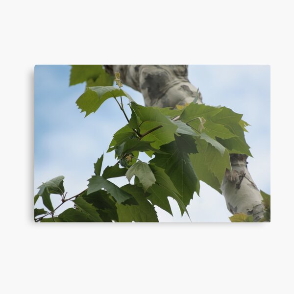 Shard of life Metal Print