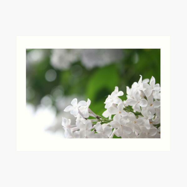 Spring Art Print
