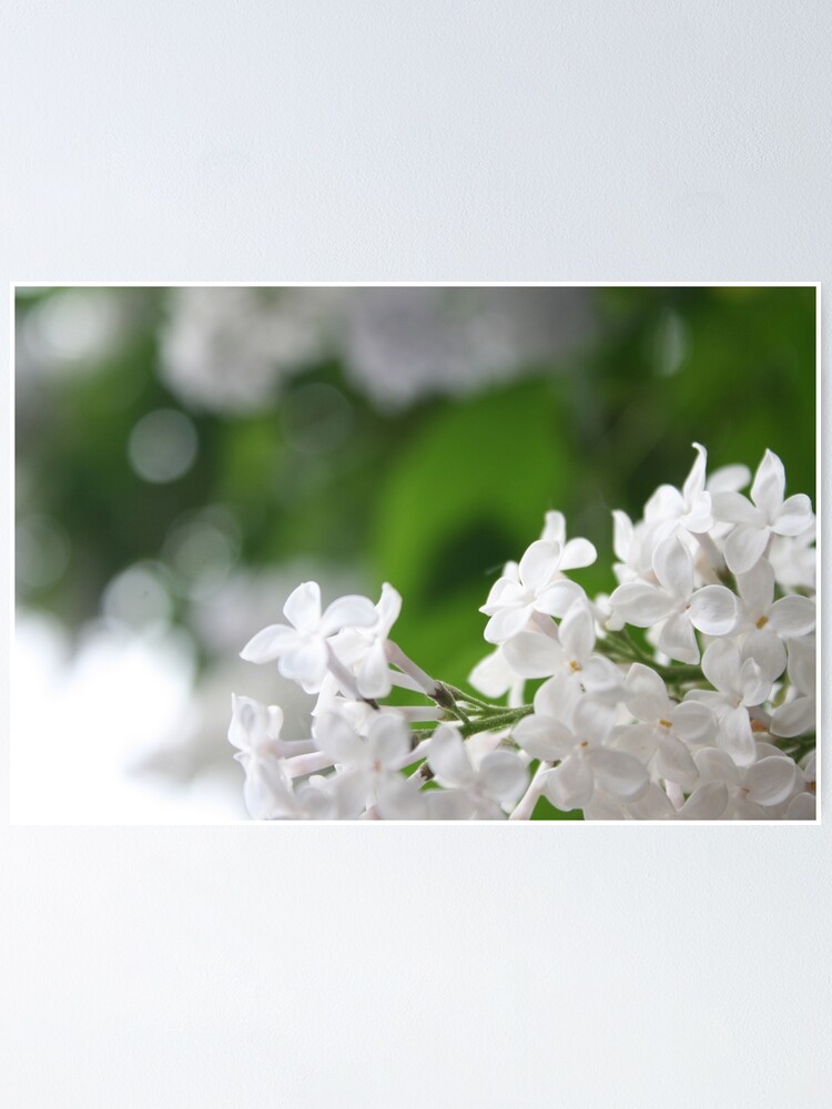 Alternate view of Spring Poster