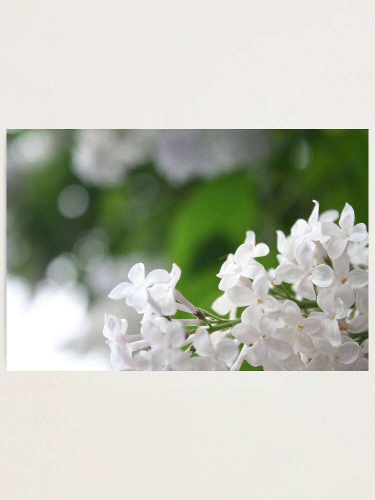 Alternate view of Spring Photographic Print