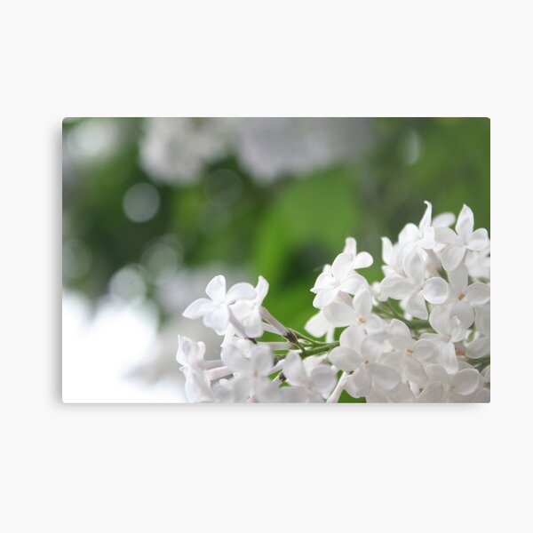 Spring Metal Print