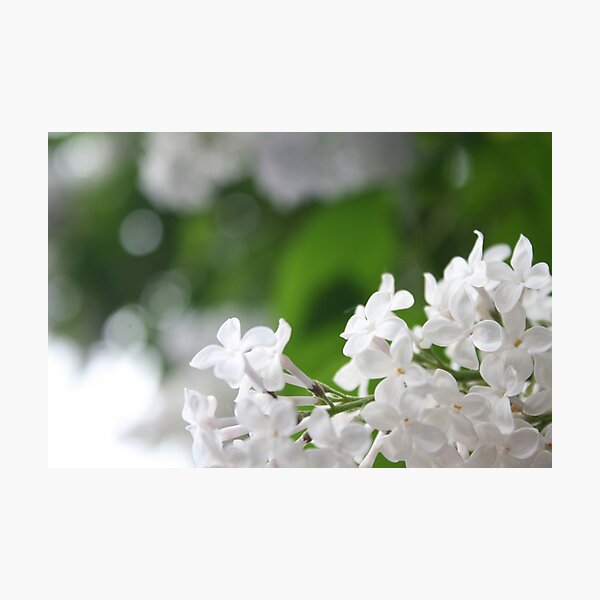 Spring Photographic Print
