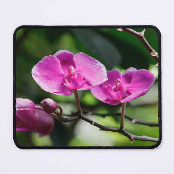 Item preview, Budding Pinks designed and sold by Tim Dusenberry.
