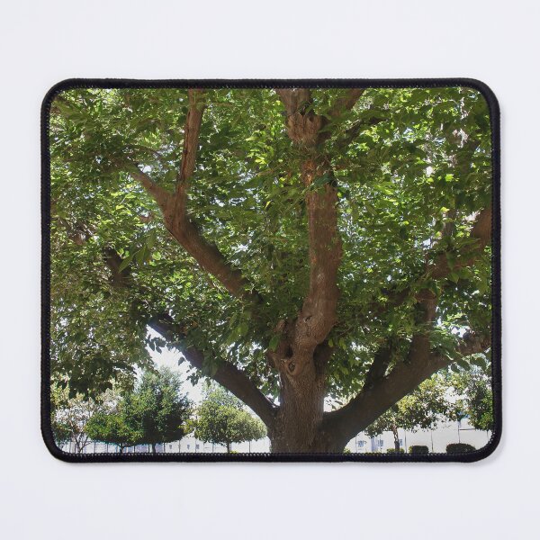 Item preview, Elderly Tree designed and sold by heatherfriedman.