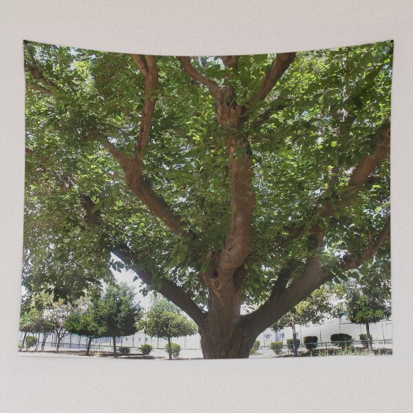 Item preview, Elderly Tree designed and sold by heatherfriedman.