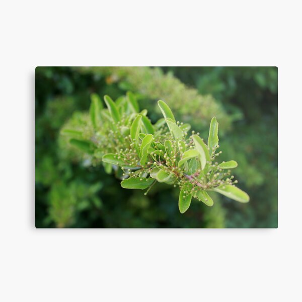 Hatching Metal Print