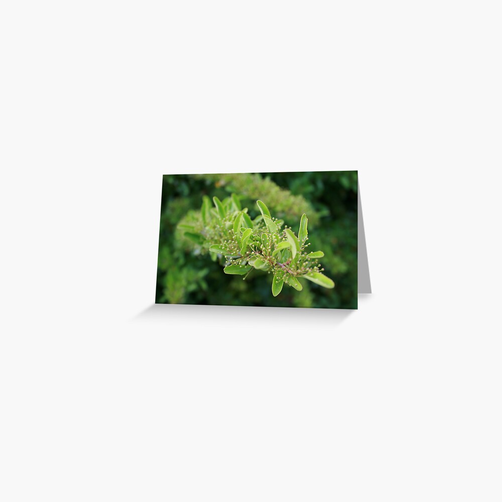Hatching Greeting Card