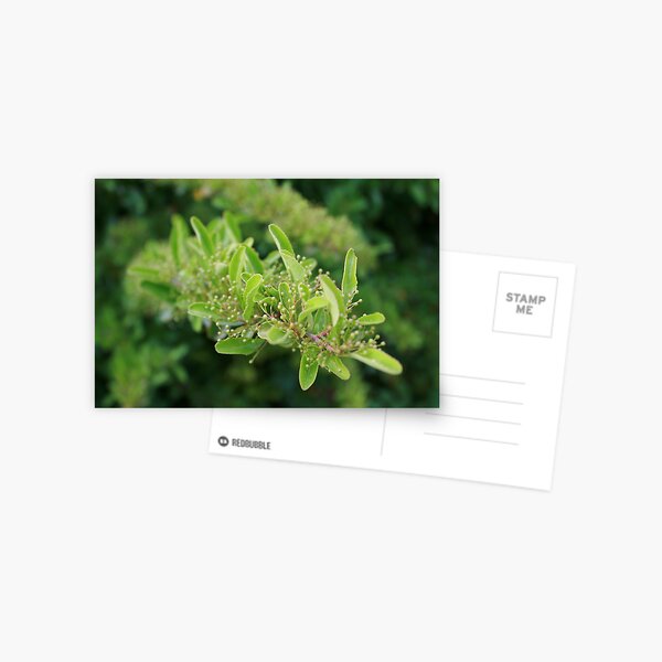 Hatching Postcard