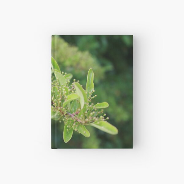 Hatching Hardcover Journal