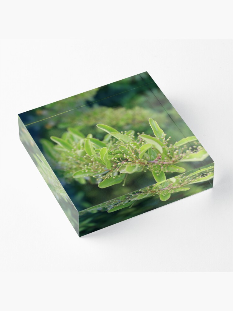 Alternate view of Hatching Acrylic Block