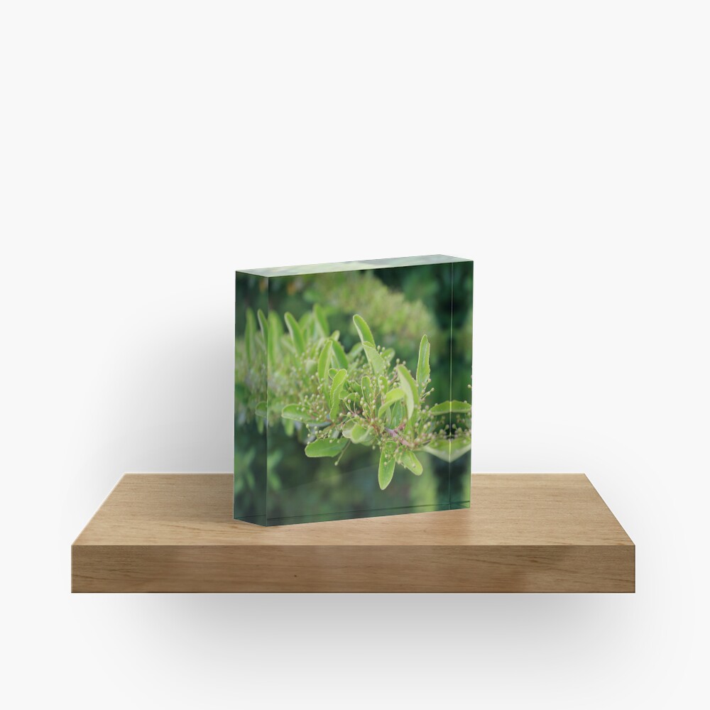 Hatching Acrylic Block