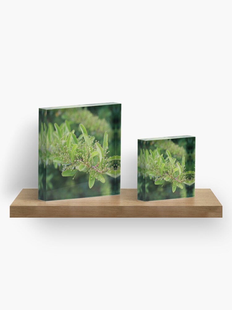 Alternate view of Hatching Acrylic Block