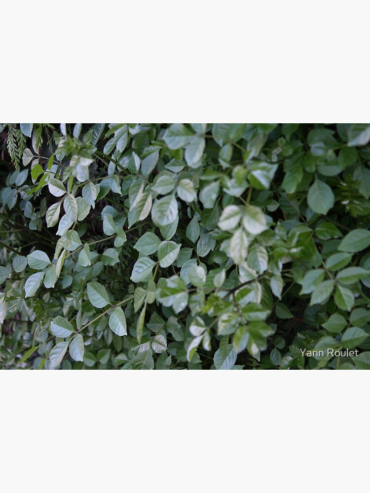 Green by fan2zik
