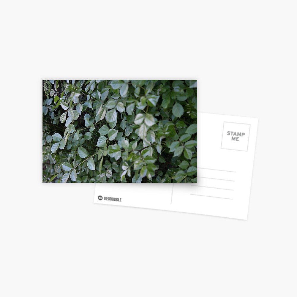 Green Postcard