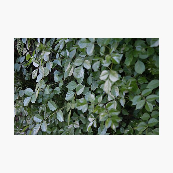 Green Photographic Print