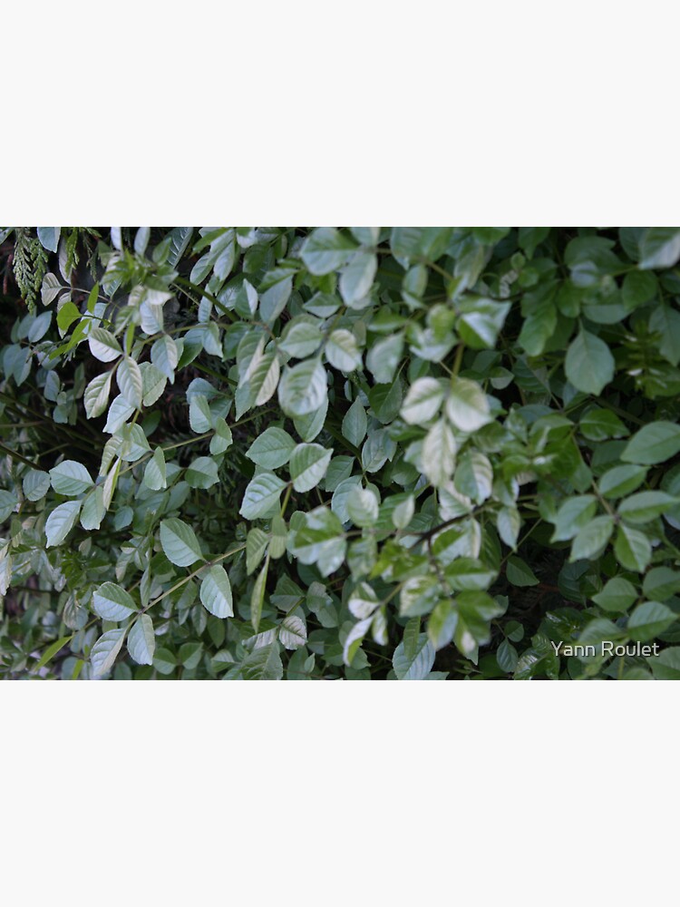 Green by fan2zik