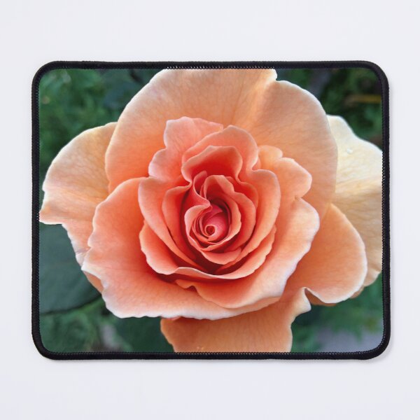 Item preview, Epic Peach Rose designed and sold by ARosePetalDream.