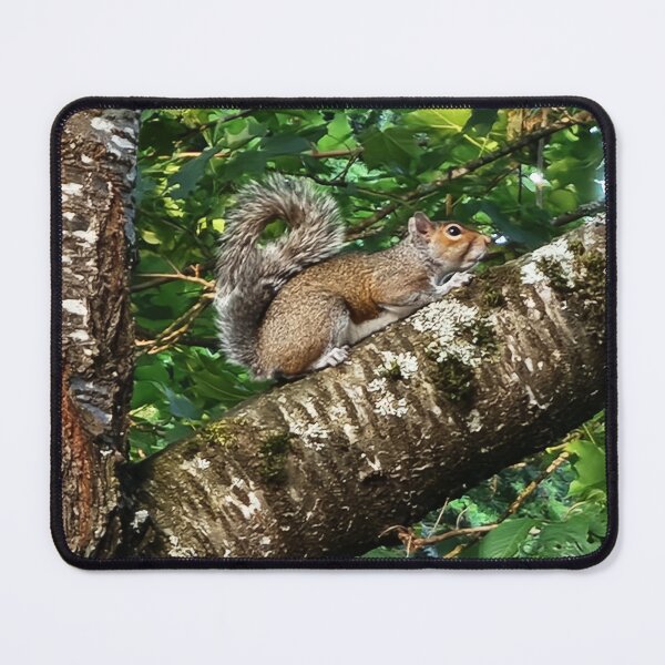Item preview, Squirrel Up a Tree designed and sold by Walter Rice.