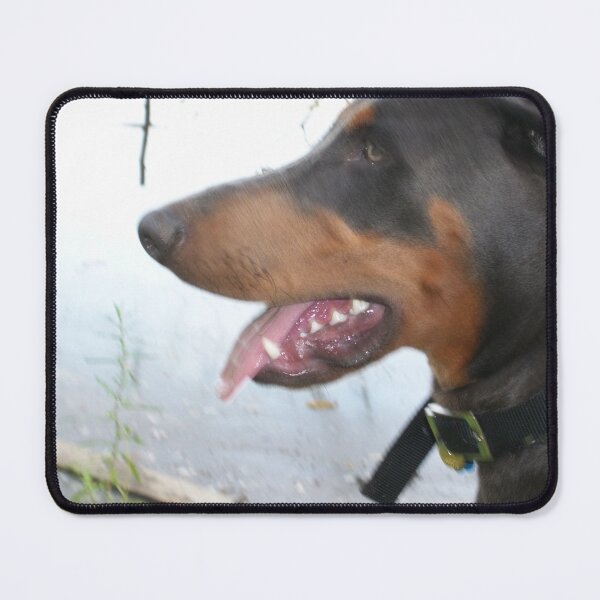 Item preview, Ceasar , best  Dobermann  designed and sold by corichard.